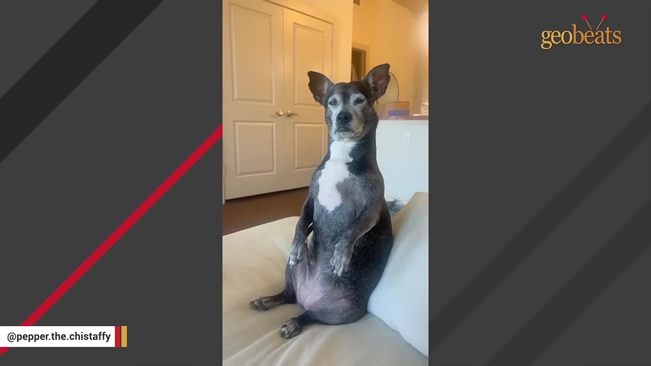 A small grey and white dog sitting completely upright on its hind legs on a light-colored couch, looking directly at the camera.