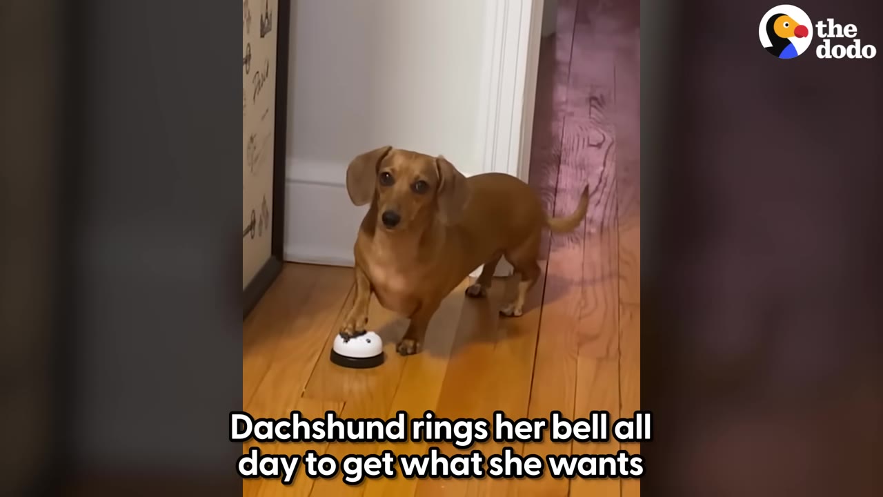 A brown dachshund stands on a wooden floor, pressing a small call bell with her front paw while staring directly into the camera.