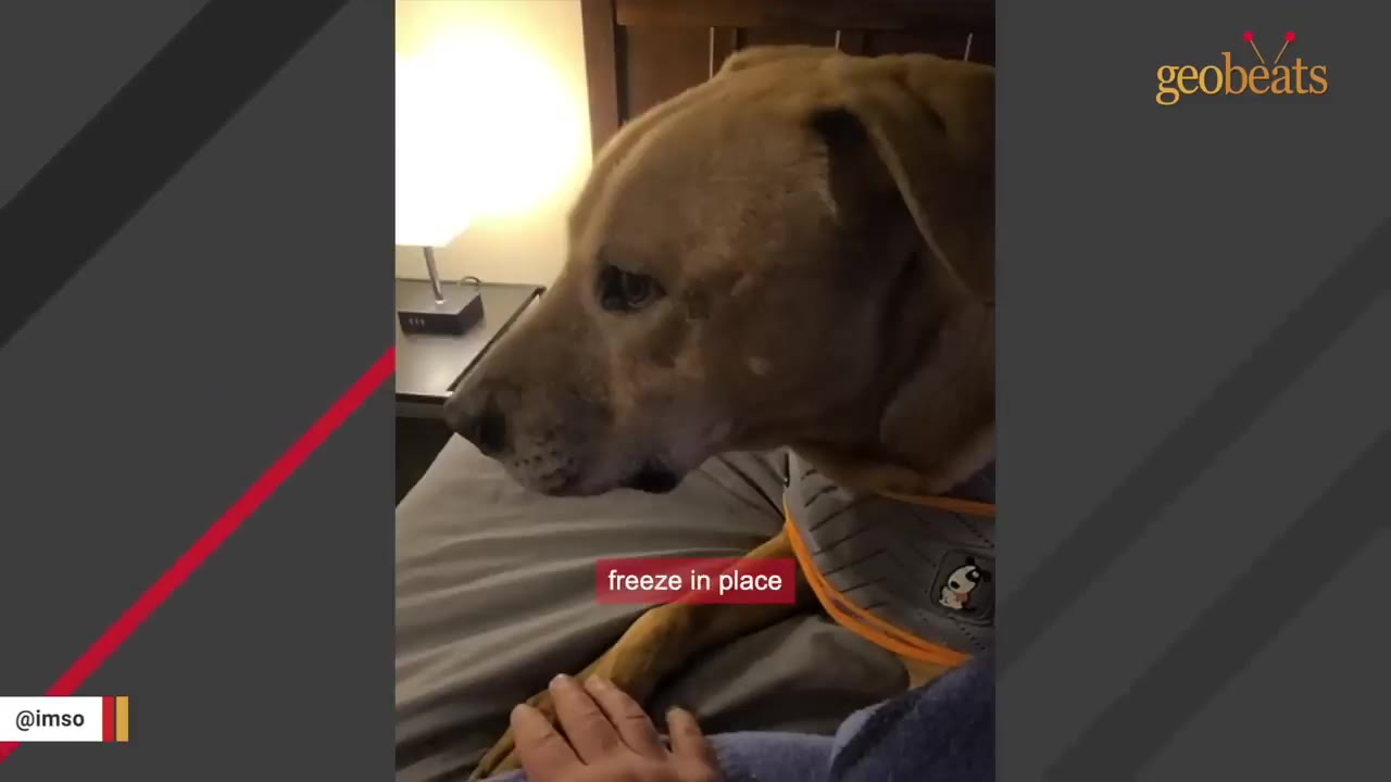A tan dog wearing a vest sits completely still and frozen on a bed, staring blankly ahead as a person's hand gently touches its paw.