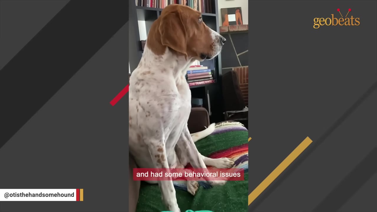 A brown and white speckled hound dog sits upright on a green blanketed couch, looking off to the side with an alert expression.