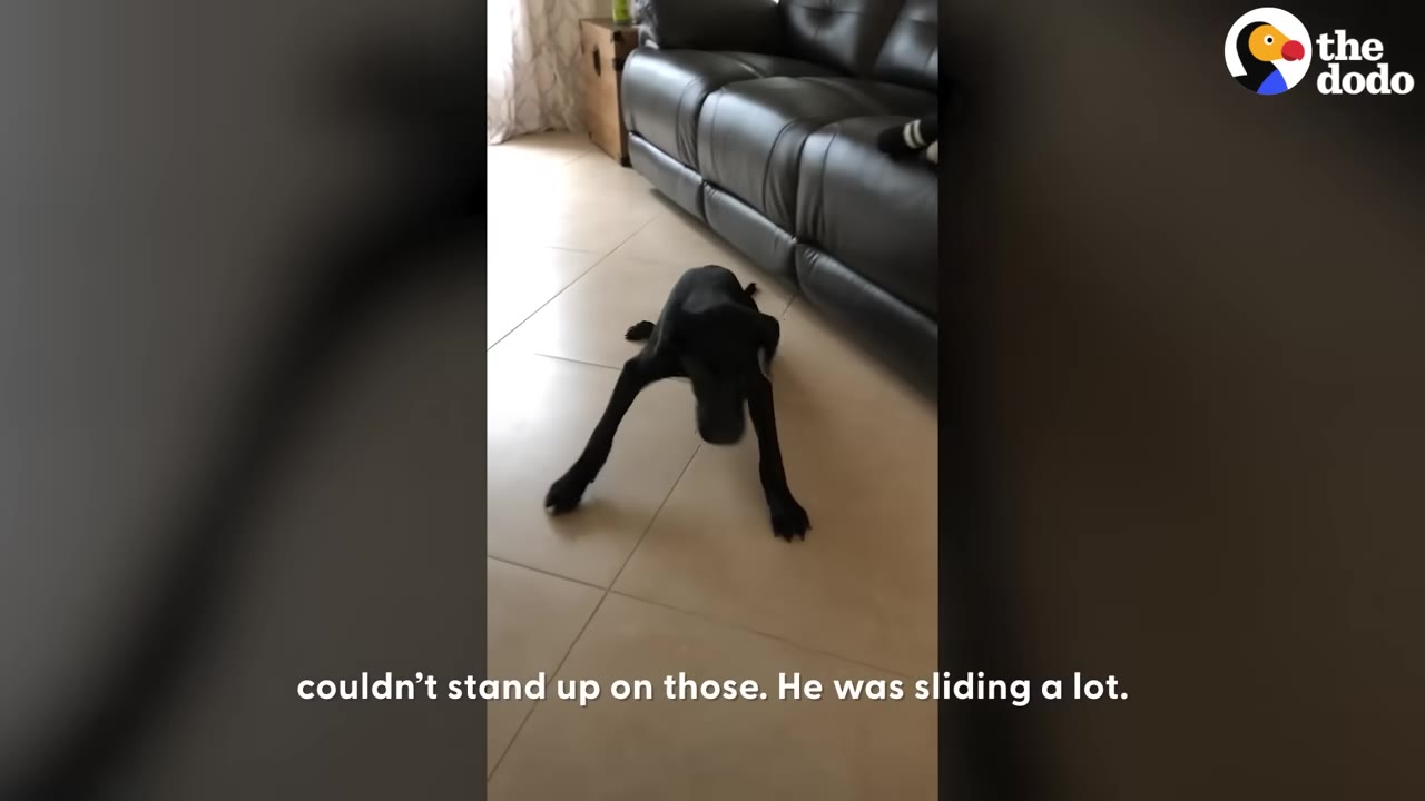A black dog with splayed legs struggling to stand on a light-colored tile floor next to a black leather sofa.