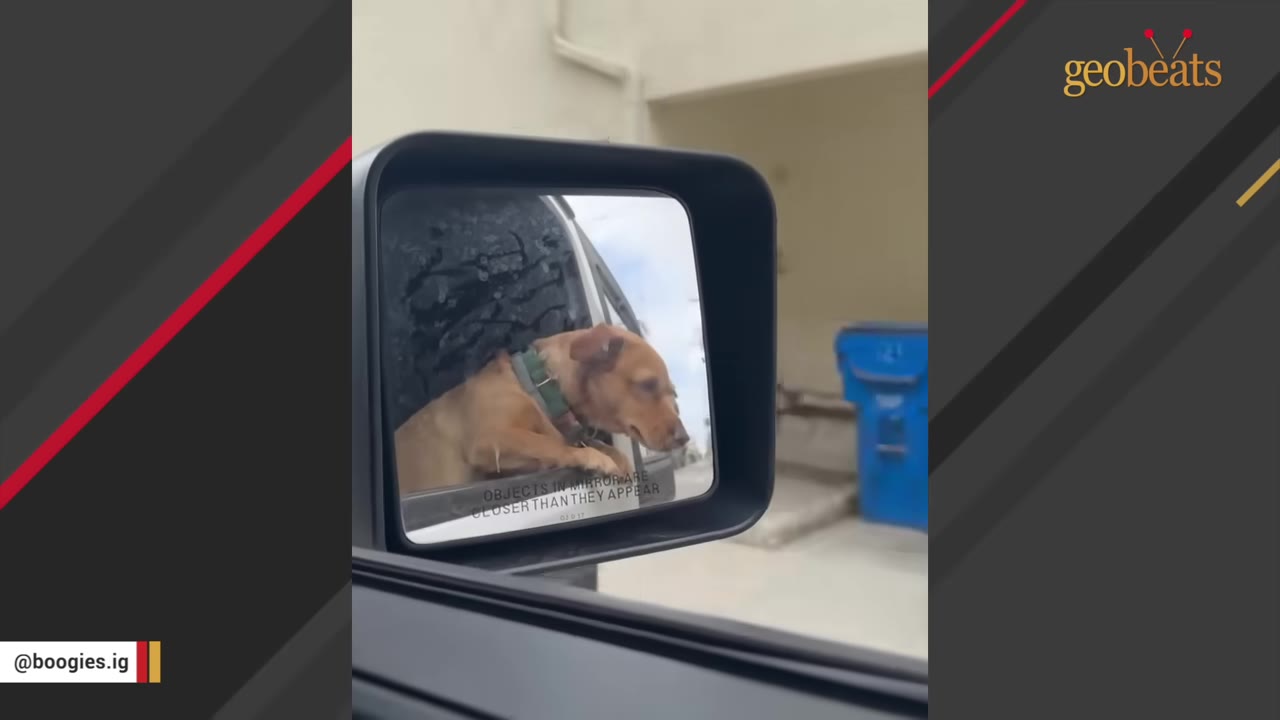 A brown dog wearing a green collar is seen reflected in a car's side mirror as it sticks its head out of the window during a ride.