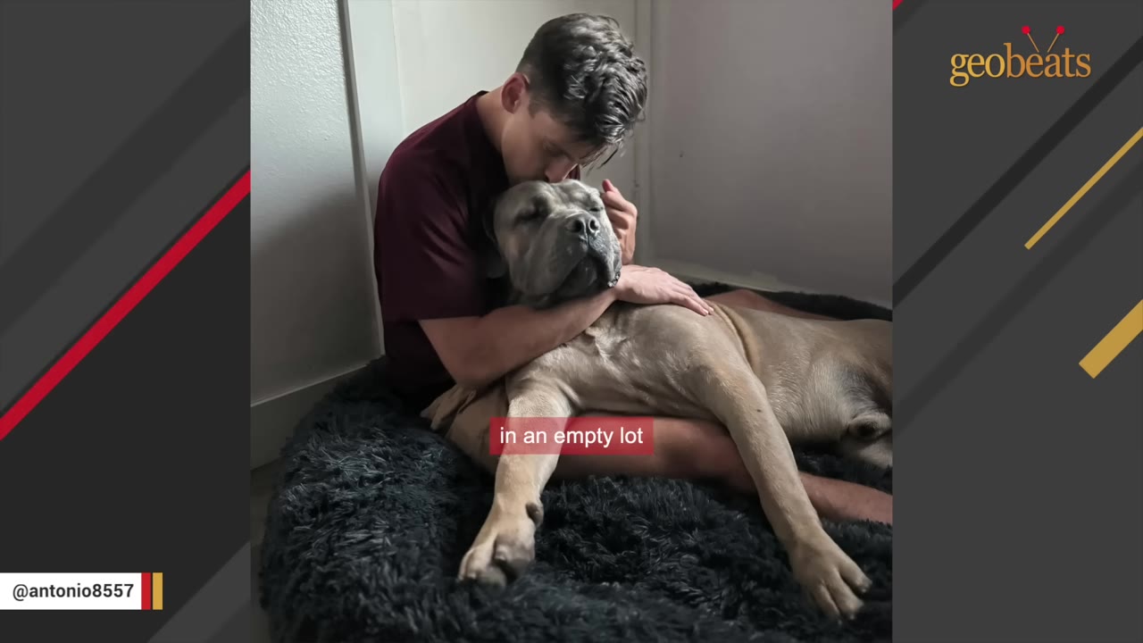 A man in a maroon shirt gently cradles and kisses the head of a large, light brown dog resting on a fluffy black dog bed.