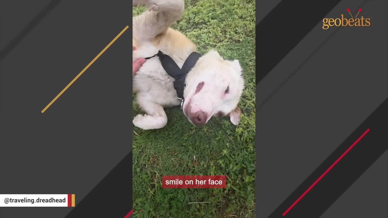 A light-colored dog lying on its back on the grass, looking up with a relaxed expression.