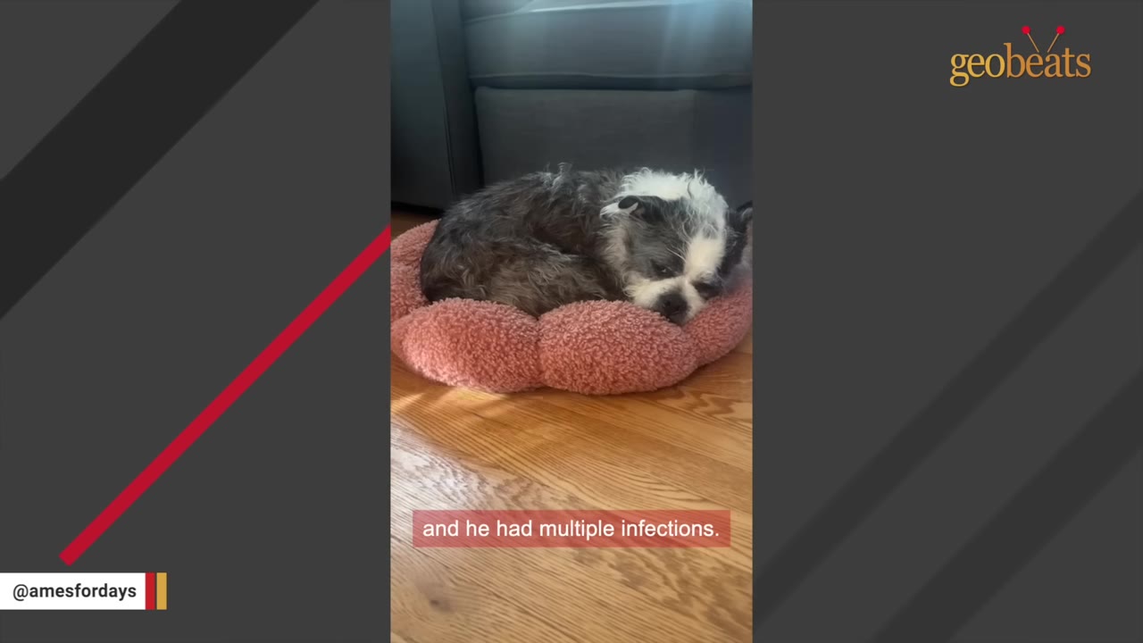 A small, scruffy black and white dog curls up sadly in a pink plush dog bed on a wooden floor.