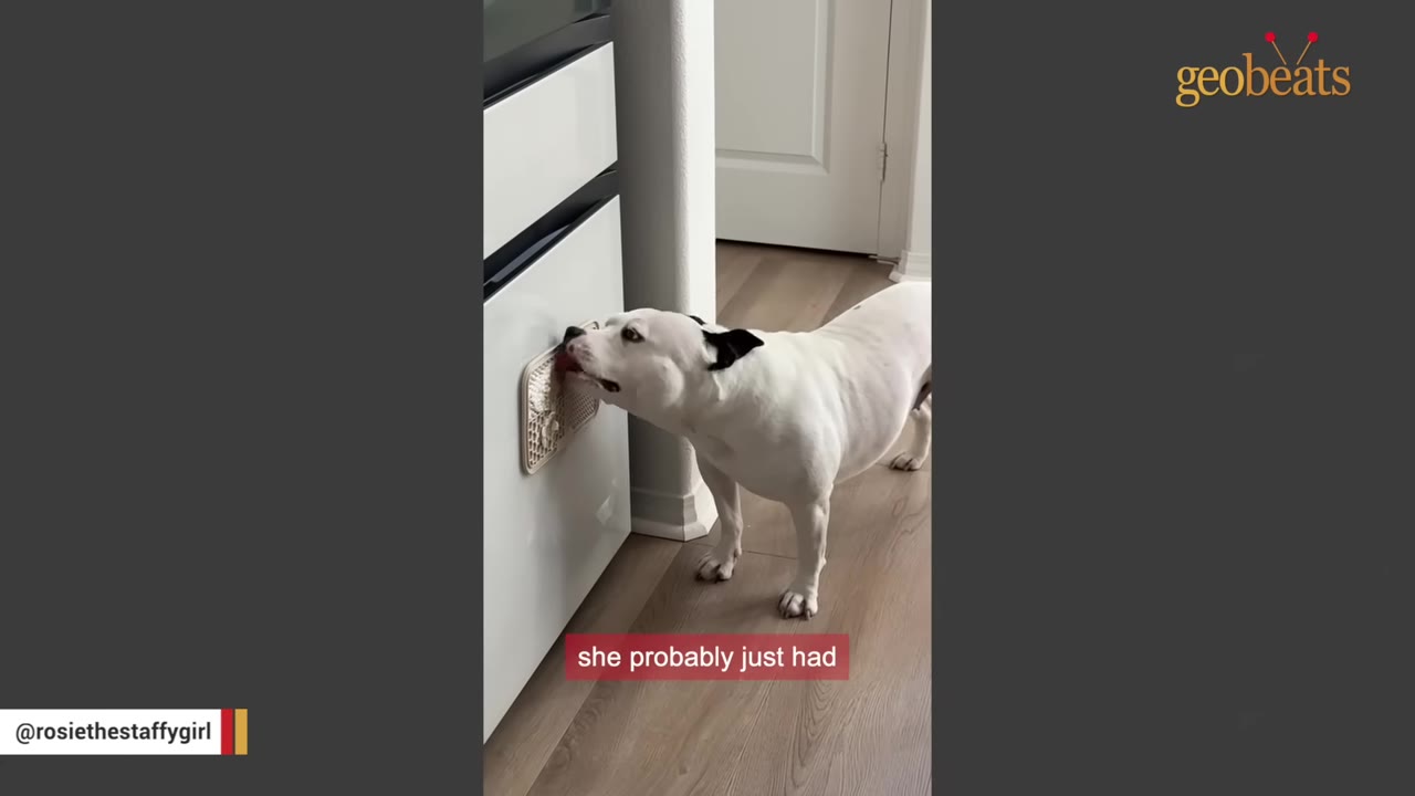 A white dog with black ears stands on a wooden floor, licking a textured mat attached to a white appliance.