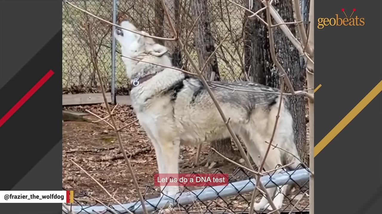 A wolfdog standing outdoors behind a wire fence, howling with its head tilted back, with a caption reading 'Let us do a DNA test'.