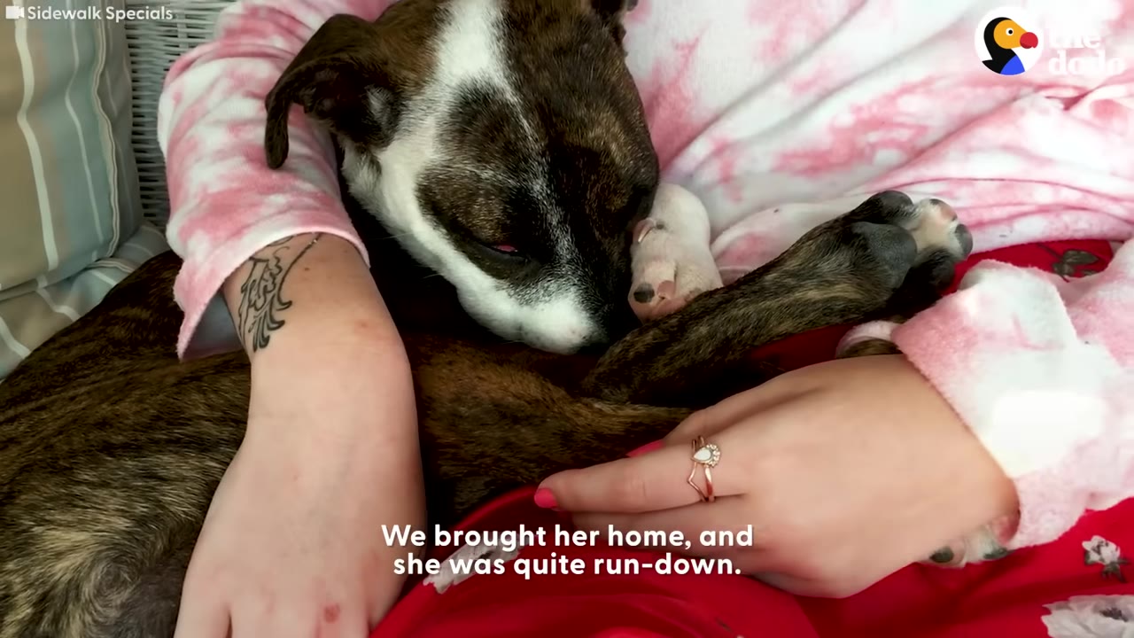A close-up shot of a brindle and white dog resting its head in the lap of a person wearing a pink tie-dye sweatshirt.