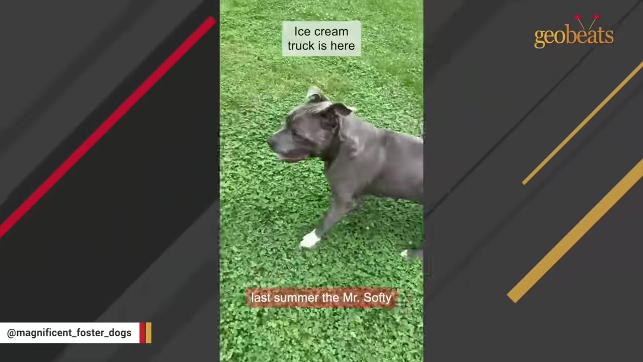 A gray pit bull dog with white paws walks on green grass.