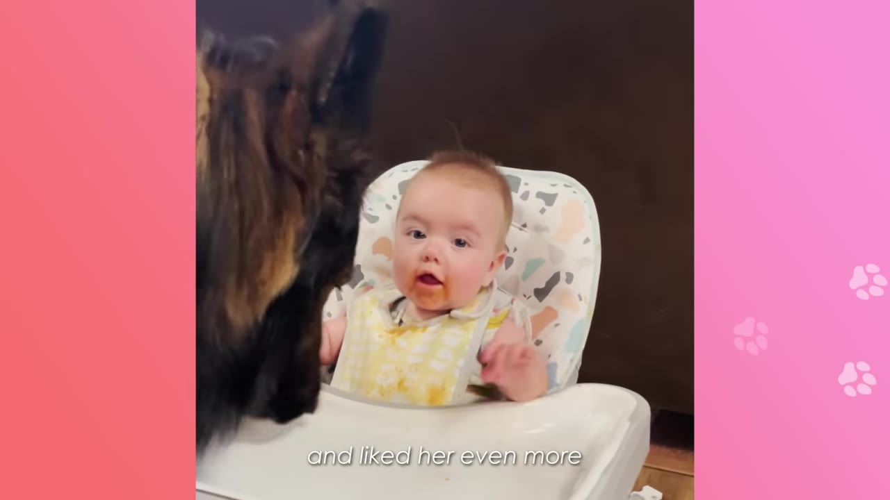 A baby with food on her face sits in a high chair, looking at a German Shepherd dog standing nearby.