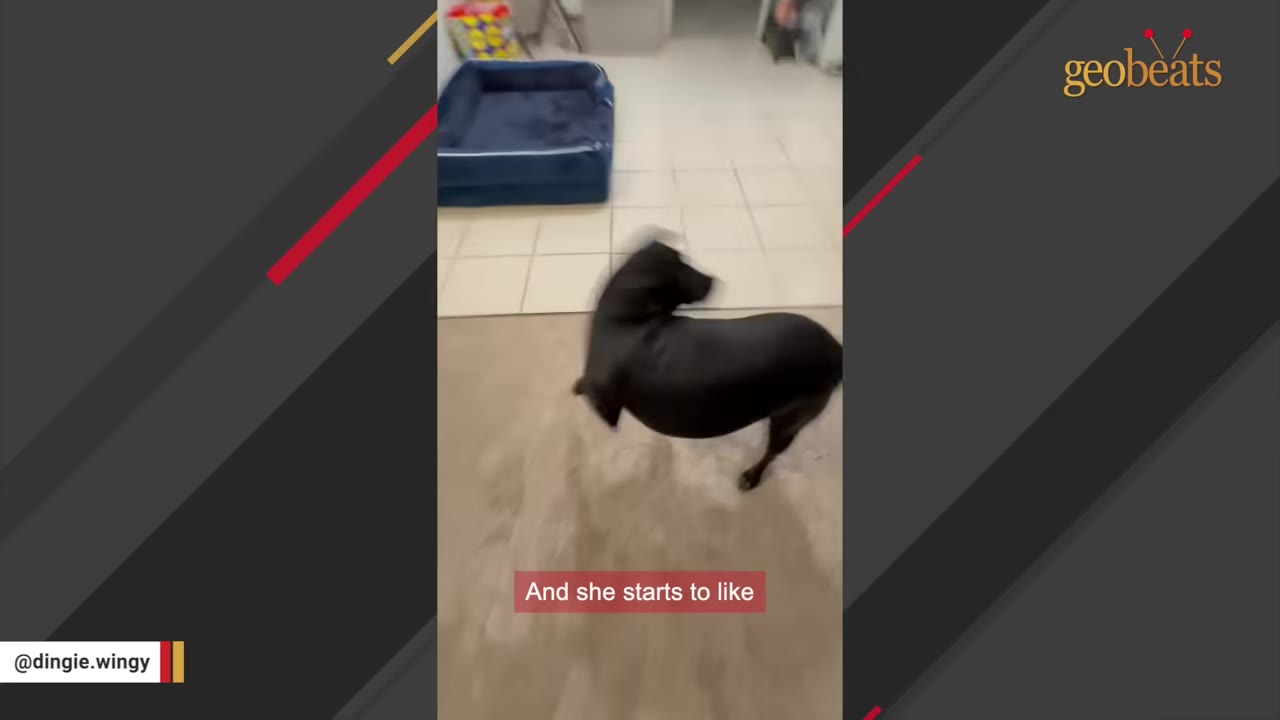 A black dog spinning in a circle on a rug inside a home, capturing a playful dance-like movement.