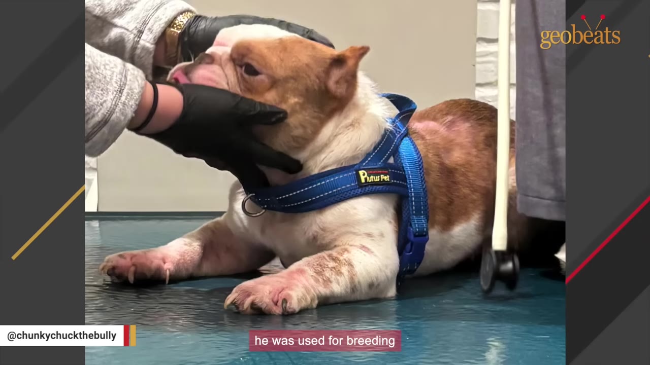 A brown and white bulldog wearing a blue harness lies on an examination table while a person wearing black gloves gently holds its head during a veterinary checkup.
