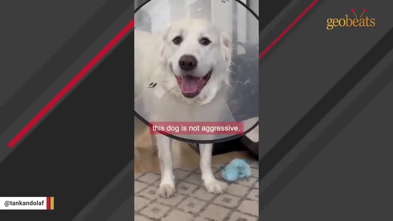 A happy white dog wearing a clear plastic veterinary cone stands on a rug, looking directly at the camera with an open mouth.
