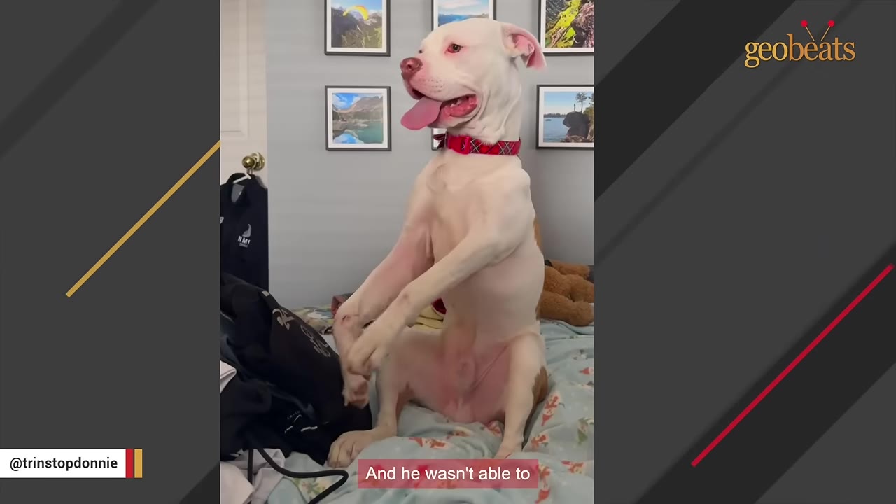 A white and brown dog with a red collar sitting upright on a bed, holding its front paws up.