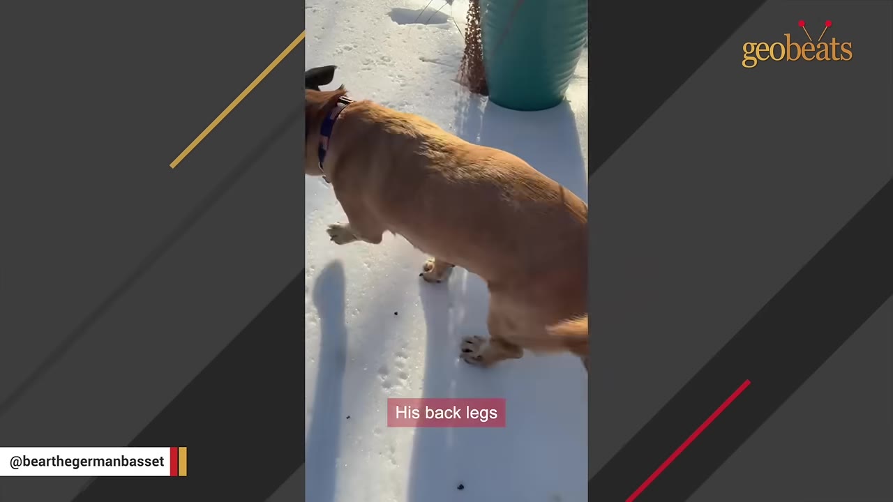 A tan dog walking in the snow, with a caption overlay that reads 'His back legs'.