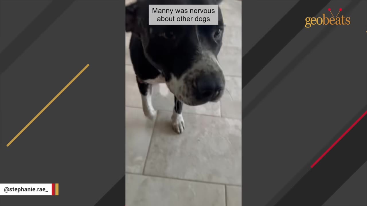 A black and white dog named Manny stands on a tiled floor, looking tentatively toward the camera.