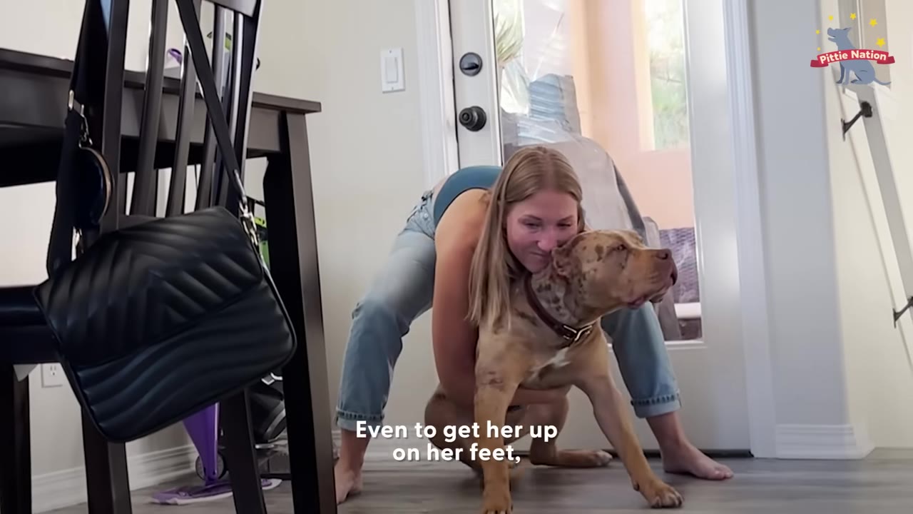 A woman crouches behind a tan and brown spotted dog, wrapping her arms around the dog's chest to help support her weight and lift her onto her feet.