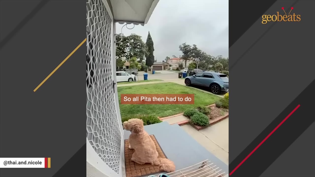 A fluffy golden dog named Pita sits on a doormat on a front porch, looking towards a screen door.