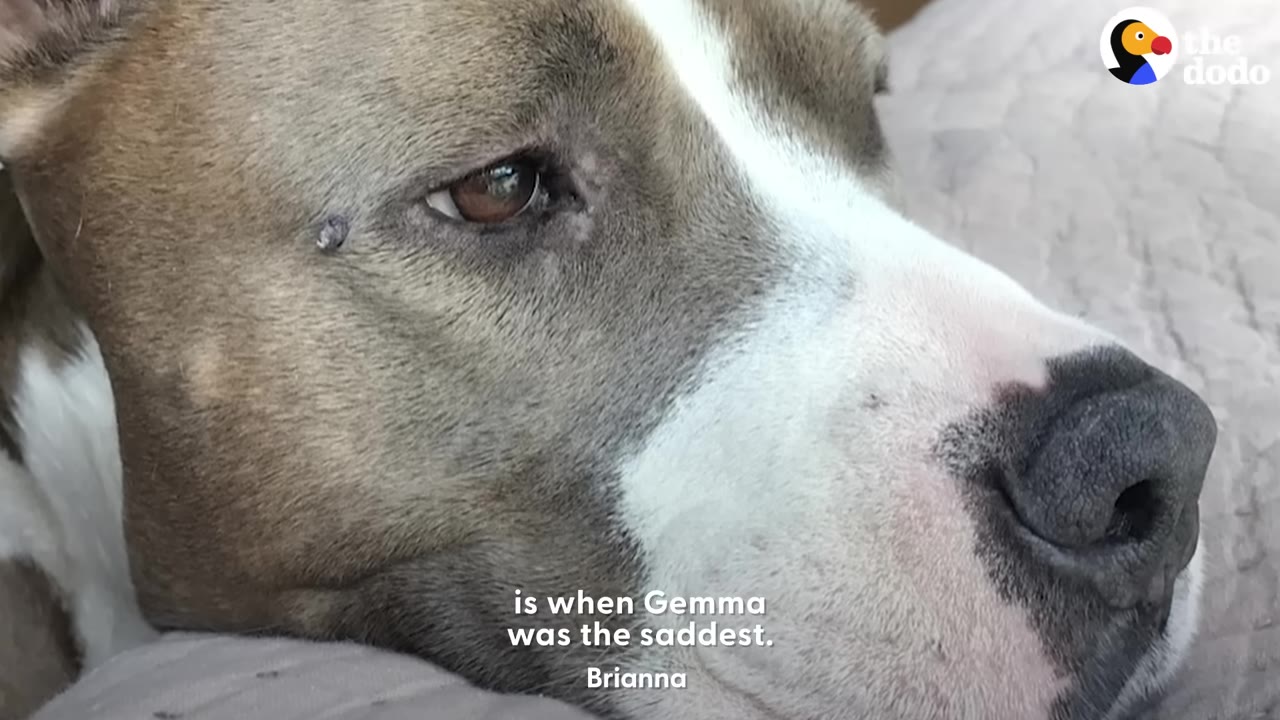 A close-up of a brown and white dog lying down with a sad expression on its face.