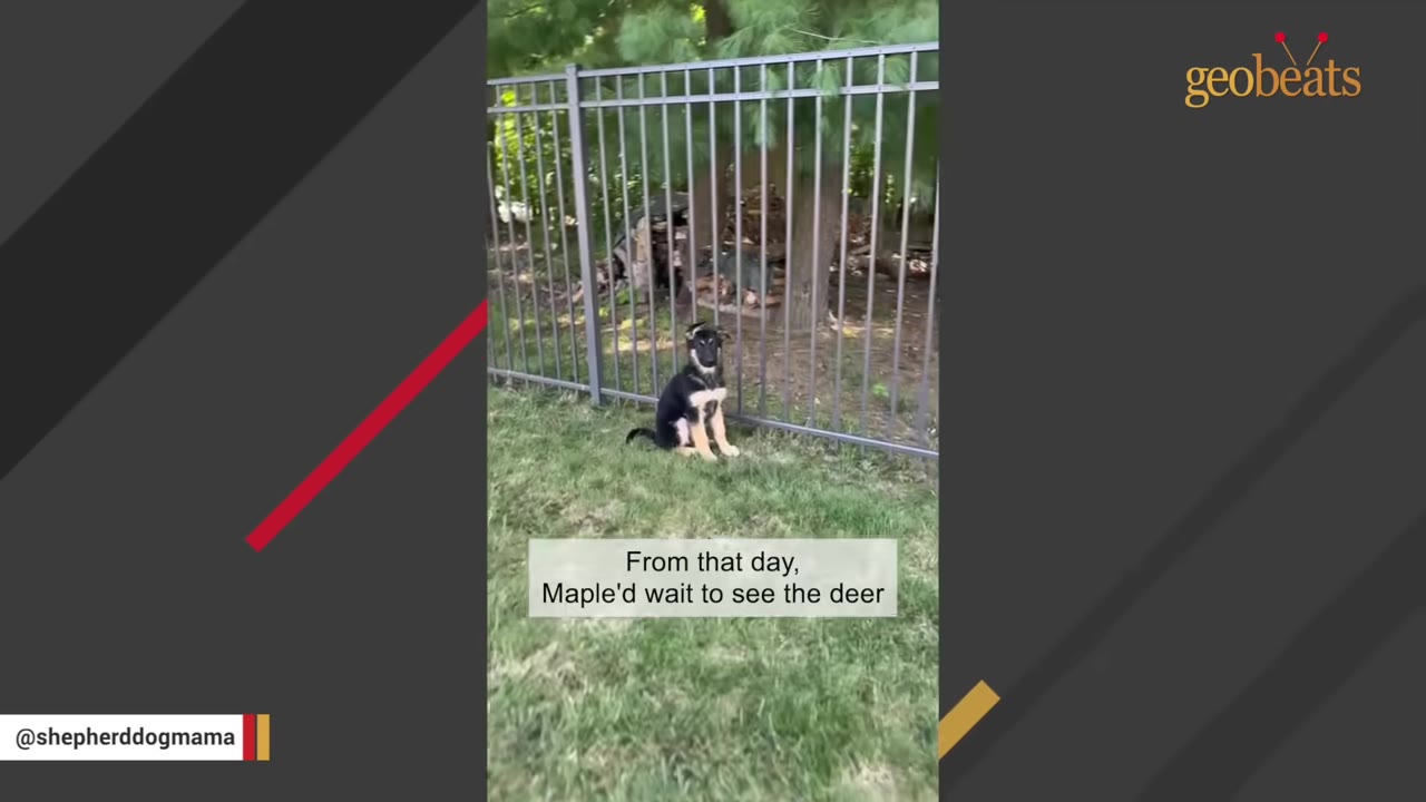 A German Shepherd puppy sits patiently on the green grass of a backyard, looking through a metal fence towards a wooded area.