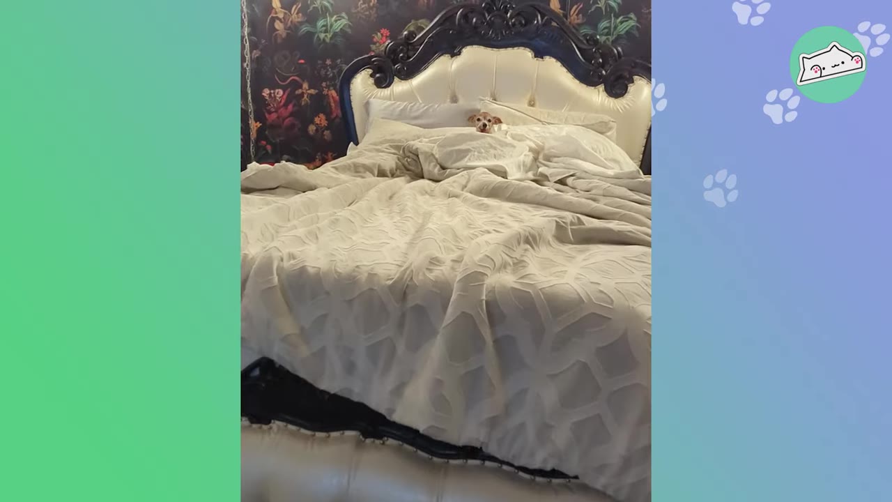 A tiny, light-brown dog is tucked into a large, white-tufted bed with a dark ornate headboard, looking small and fragile amidst the blankets.