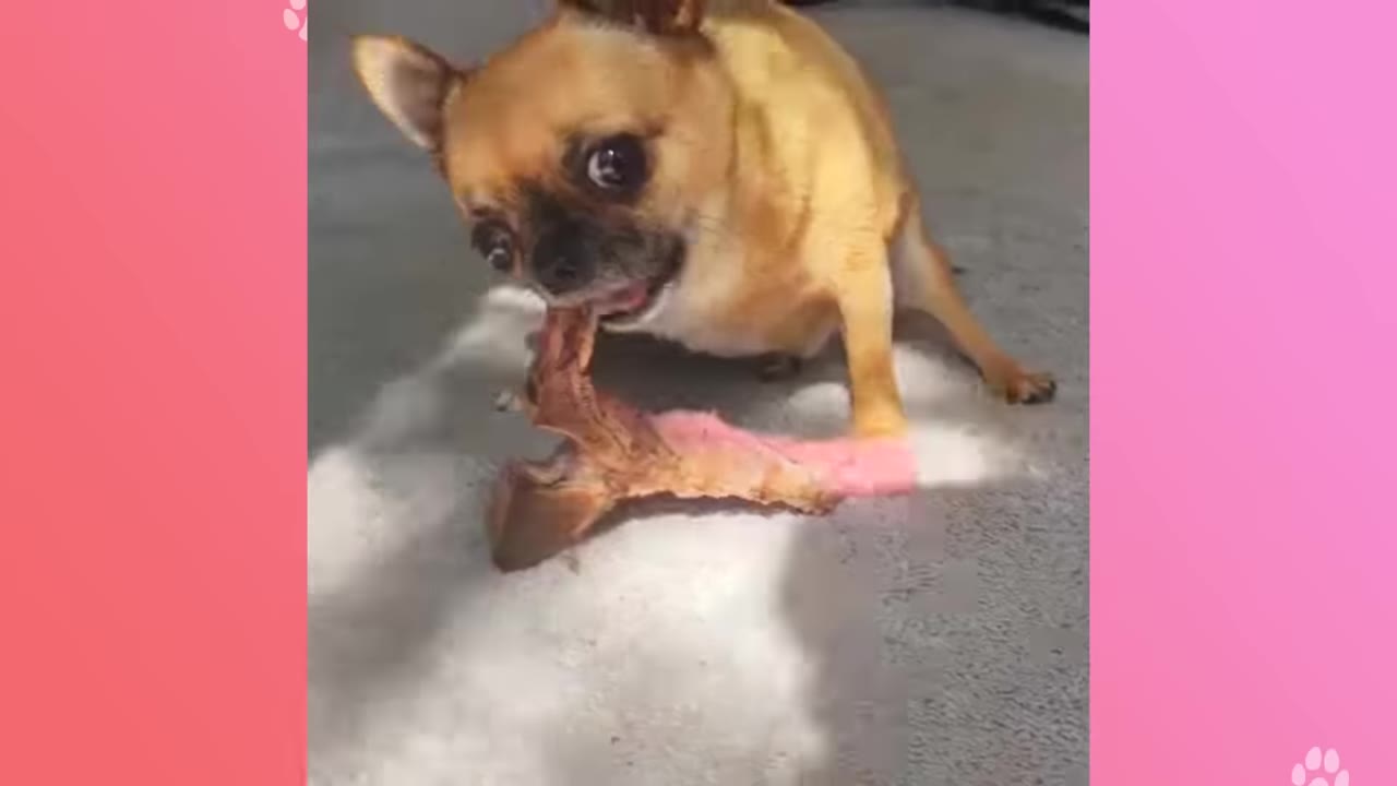 A small tan chihuahua chewing on a large bone on a light-colored carpet.