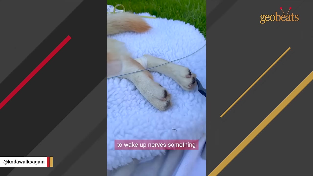A close-up of a dog's hind paws resting on a white fleece blanket with a thin wire attached to one of the paws for nerve stimulation therapy.
