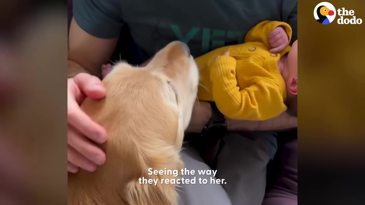 A golden retriever gently sniffs a baby wearing a yellow outfit who is being held by an adult.