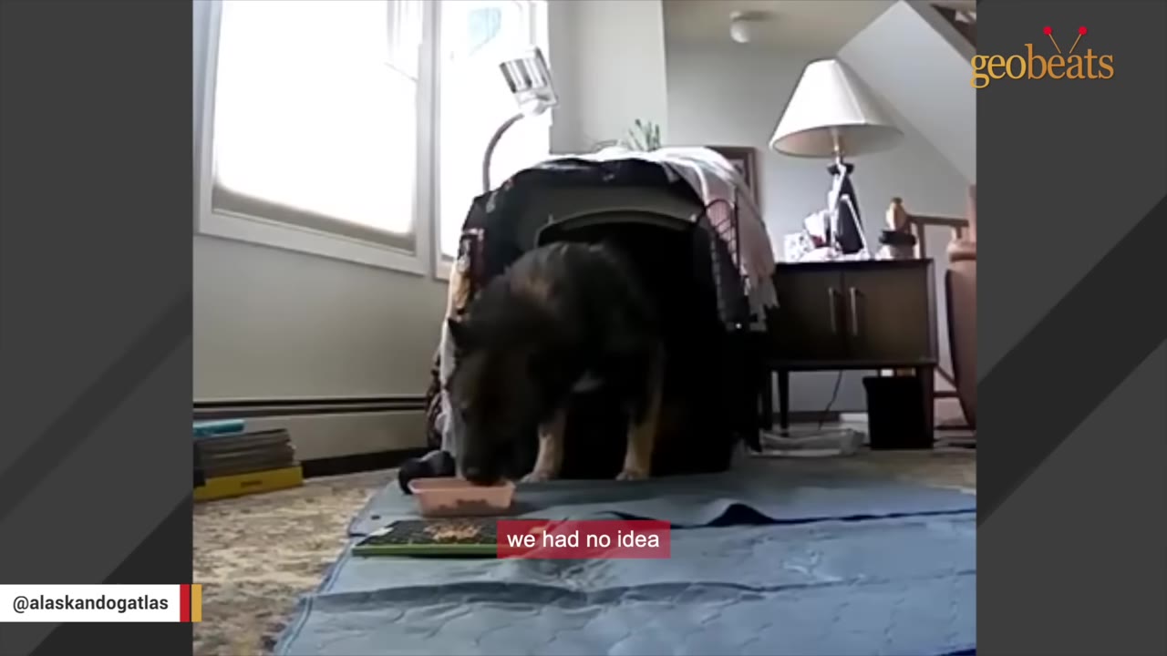 A dark-furred dog eating from a small pink bowl on a blue mat in front of its crate, captured on a home camera.
