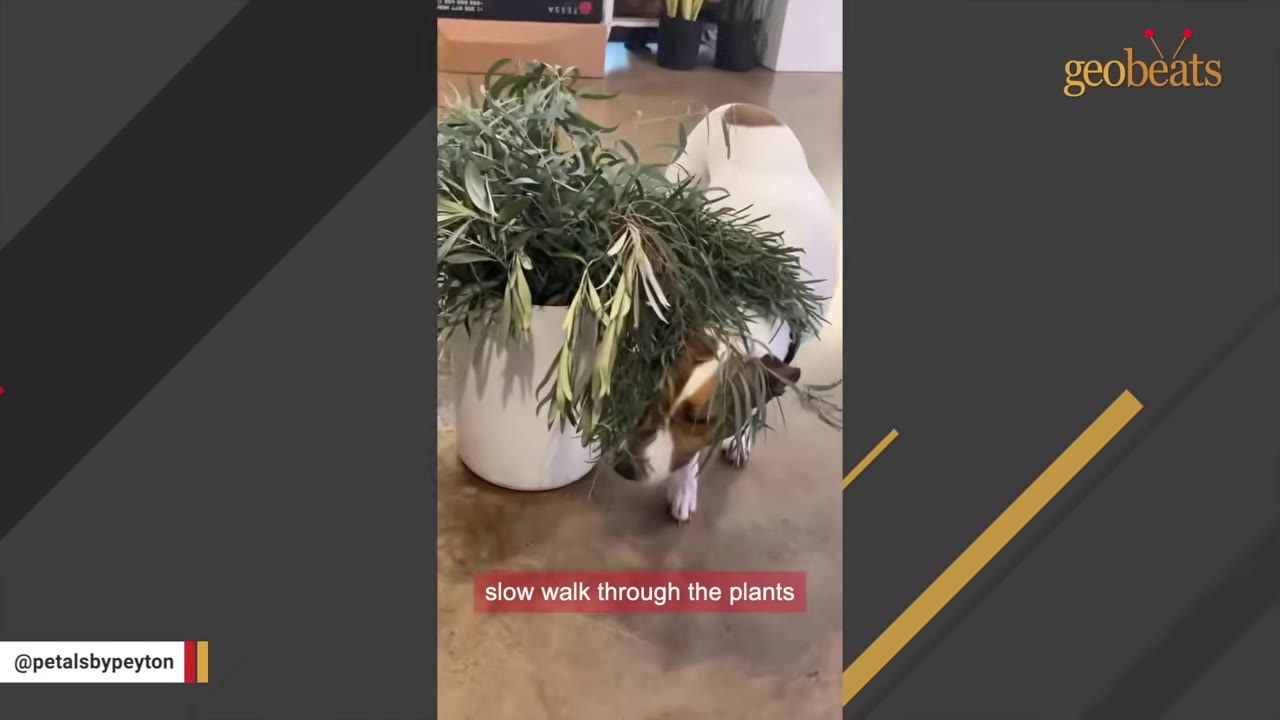 A brown and white dog walks underneath the leaves of a potted plant on a polished floor.