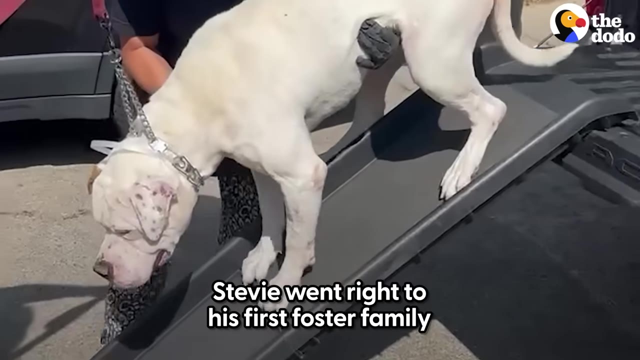 A large white dog named Stevie walks down a grey ramp from a vehicle, wearing a collar and leash.