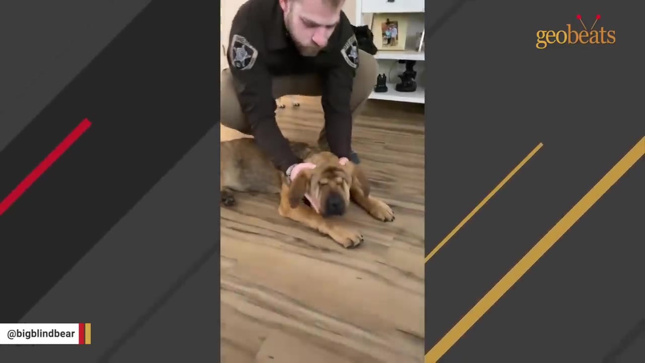 A man in a brown uniform kneeling on a wooden floor, gently holding the head of a wrinkly brown puppy.