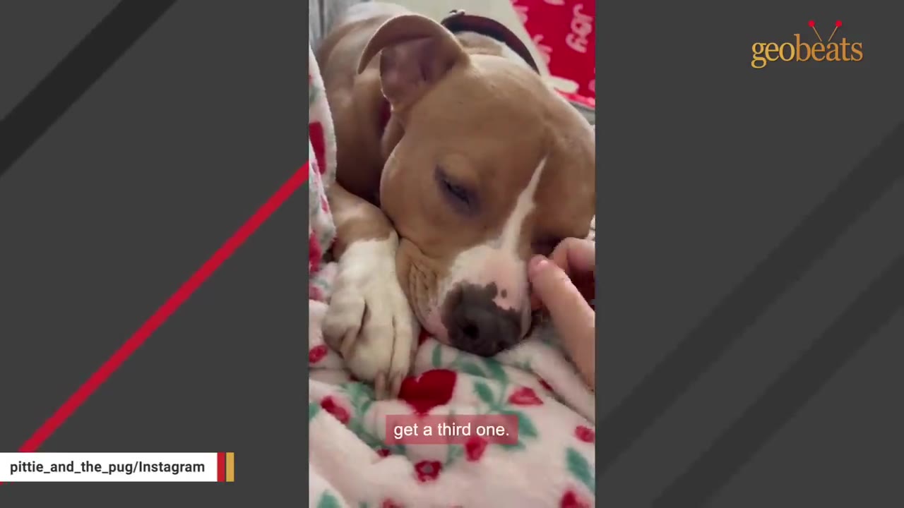 A close-up of a brown and white pit bull-type dog resting on a patterned blanket while being gently petted on the face.