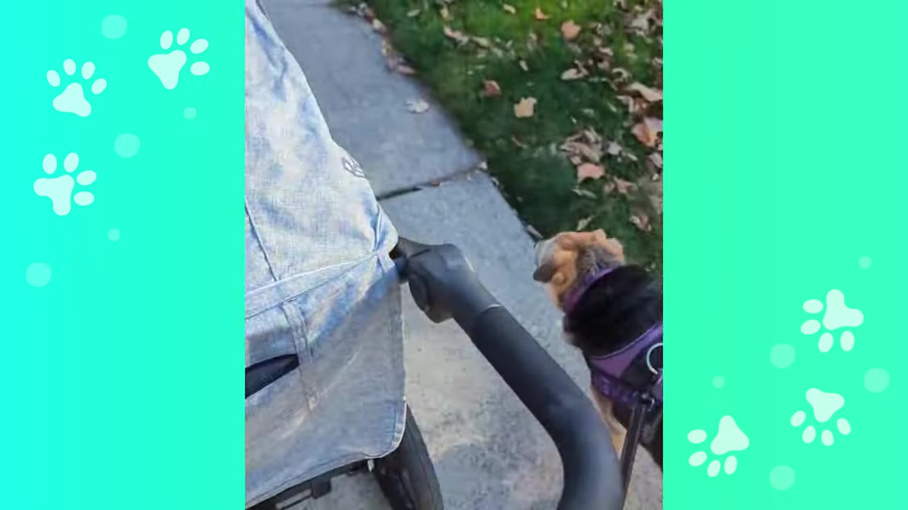 A medium-sized dog wearing a purple harness walks cautiously on a sidewalk next to a stroller.