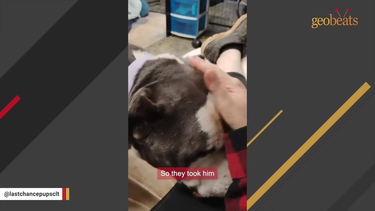A close-up shot of a person's hand gently petting the head of a grey and white dog.