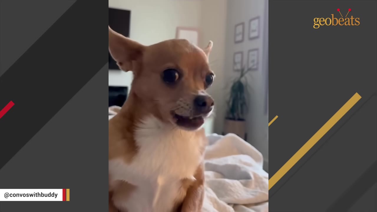 A small brown and white Chihuahua with its mouth slightly open as if vocalizing or talking.