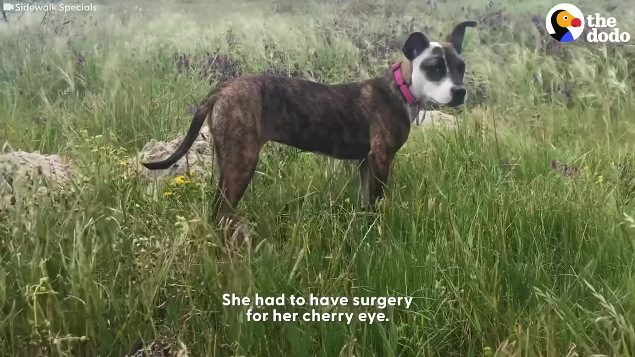 A brindle dog with a pink collar stands in a grassy field, showing a healthy coat.
