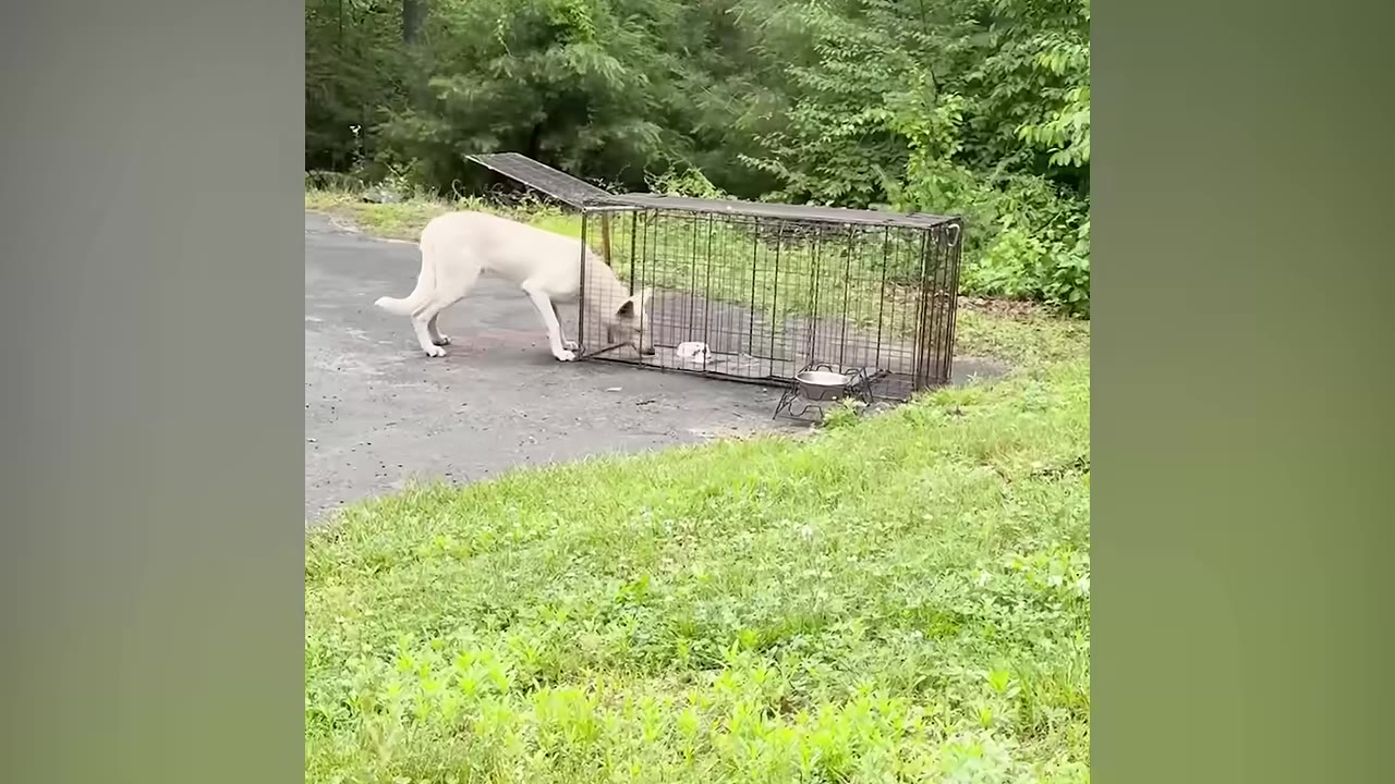 A white dog cautiously sniffs the entrance of a large wire cage trap set up on a paved driveway next to a grassy area.