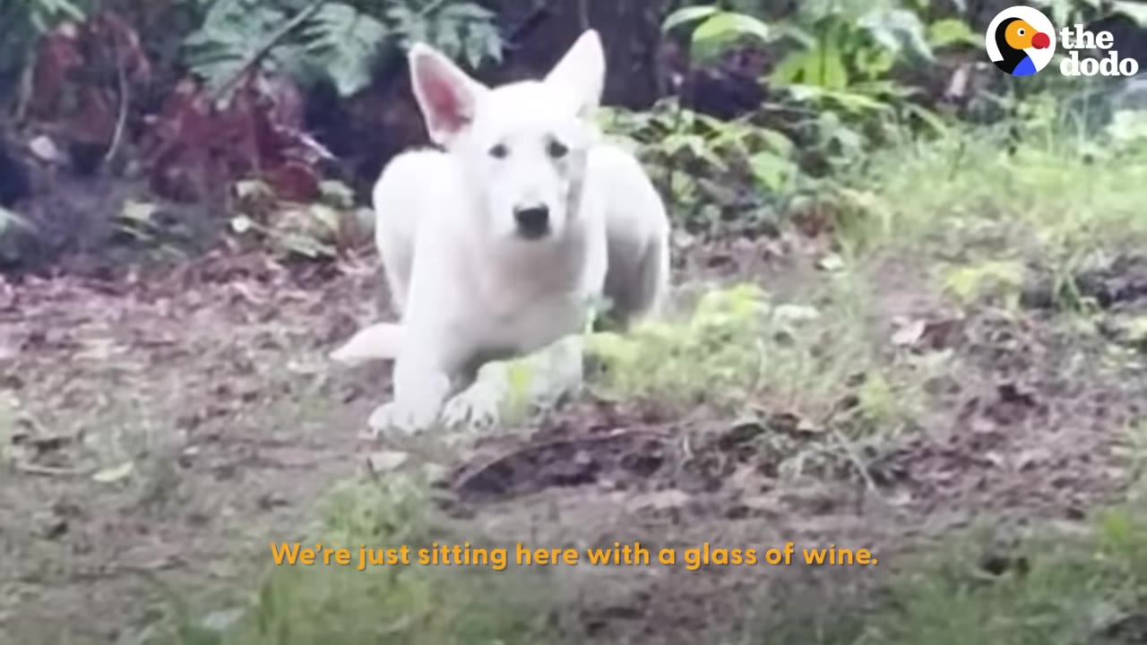 A white dog with pointed ears lies on the ground in a wooded area, looking directly at the camera.