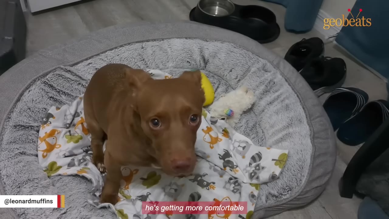 A small brown dog with wide, anxious eyes sits in a grey dog bed on top of a patterned blanket, looking up toward the camera.