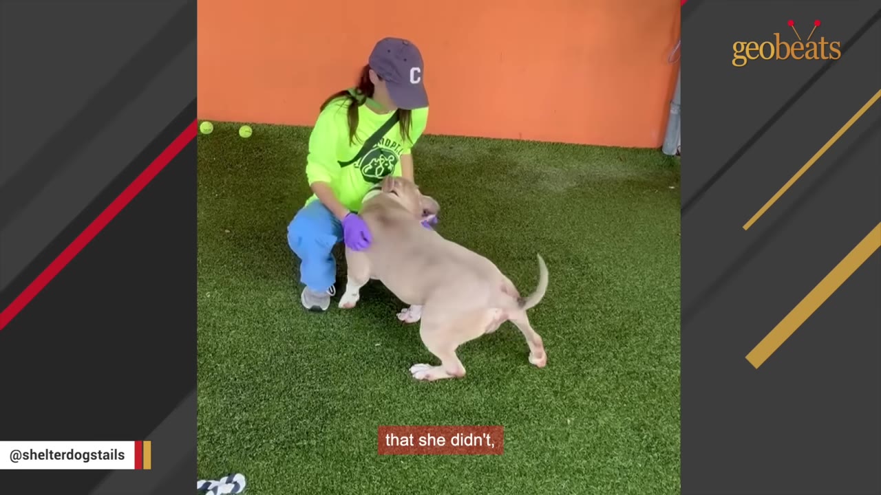 A shelter worker wearing a neon green shirt, blue pants, and a purple cap crouches on green turf to pet a light-colored dog who leans affectionately against her.