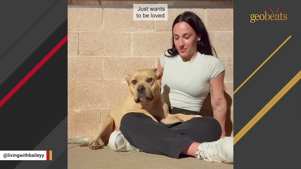 A tan dog sits comfortably in the lap of a seated woman with dark hair, leaning against a brick wall.