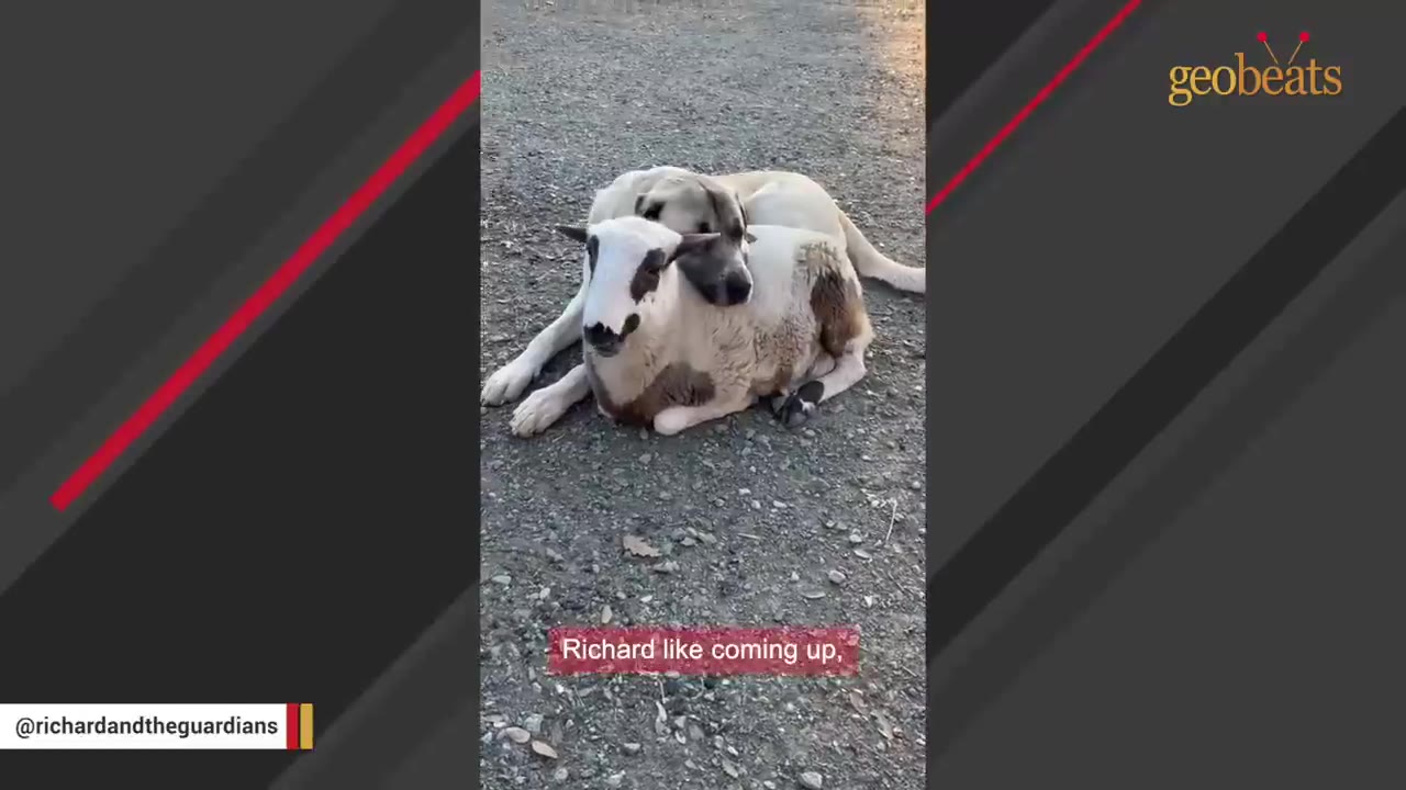 A large tan dog rests its head affectionately on the back of a white and brown sheep as they lie together on a gravel path.