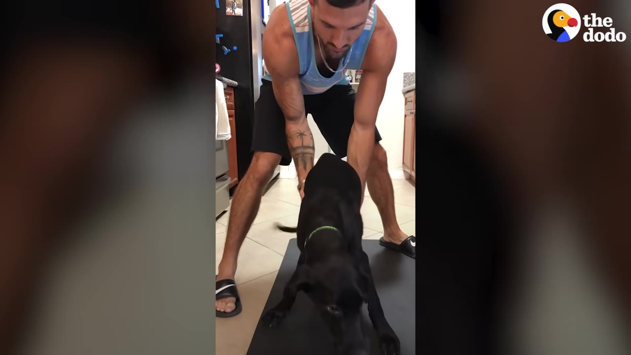 A man in a blue tank top and black shorts stands over a black dog on a black mat, helping the dog stand up on the tiled floor.