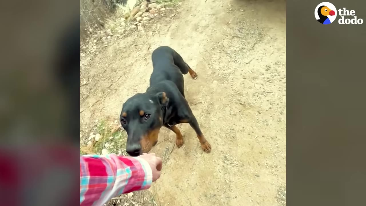A black and tan dog stands on a dirt path, looking up tentatively at a hand reaching out in a red and blue plaid sleeve.