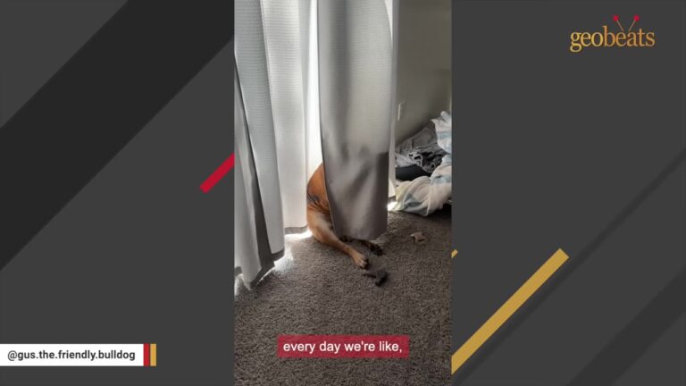 Ohio Family Notices Something Hiding Behind The Living Room Curtains And Cannot Stop Laughing