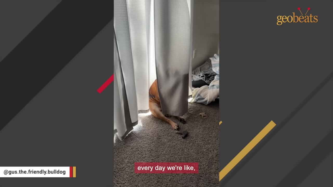 A brown dog hiding its head and torso behind a grey curtain, with only its hind legs and tail visible on the carpet.