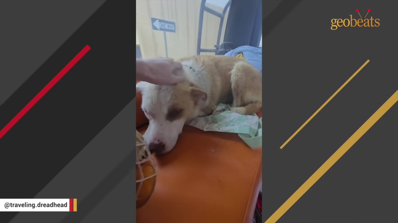 A hand gently pets a light-colored dog lying down on an orange seat inside a vehicle.