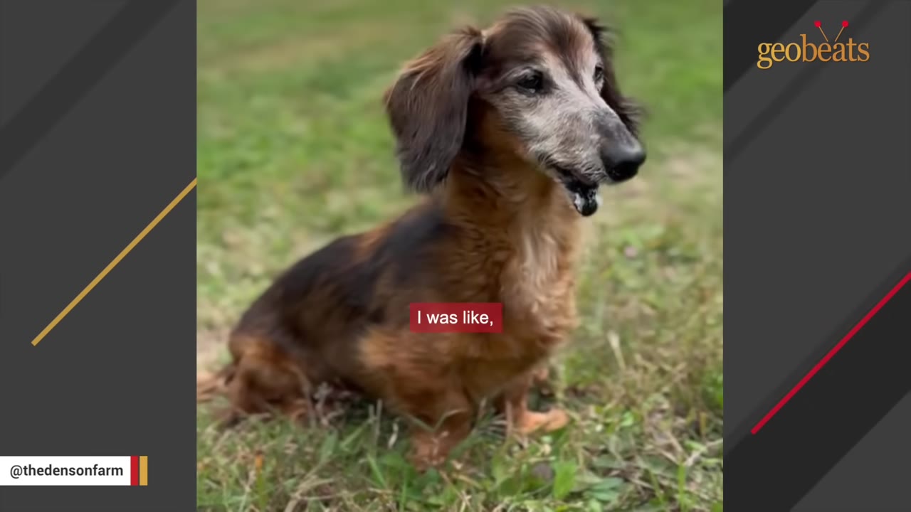 A close-up shot of an elderly long-haired dachshund with a grey muzzle sitting on green grass.