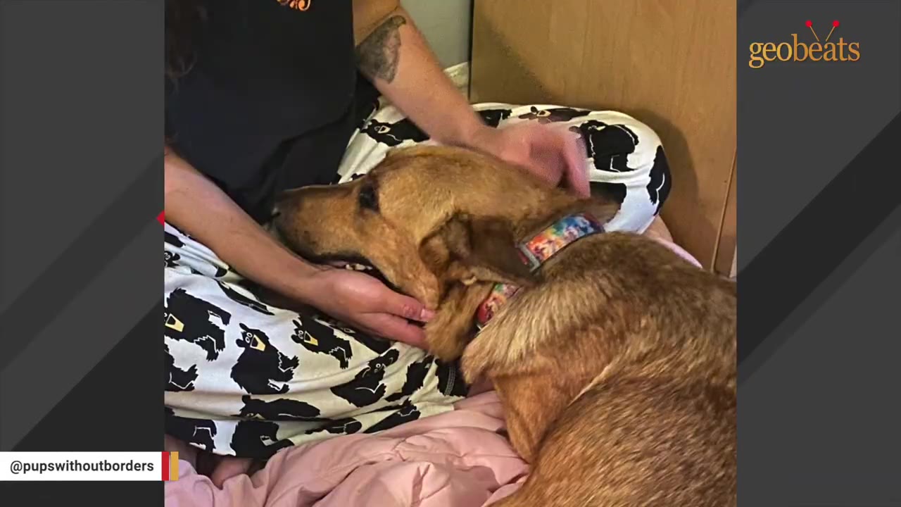 A person sitting on a bed in patterned pajama pants gently cradles and comforts a brown dog wearing a colorful collar.